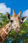 A reticulated giraffes height gives it a downward glance Art Print